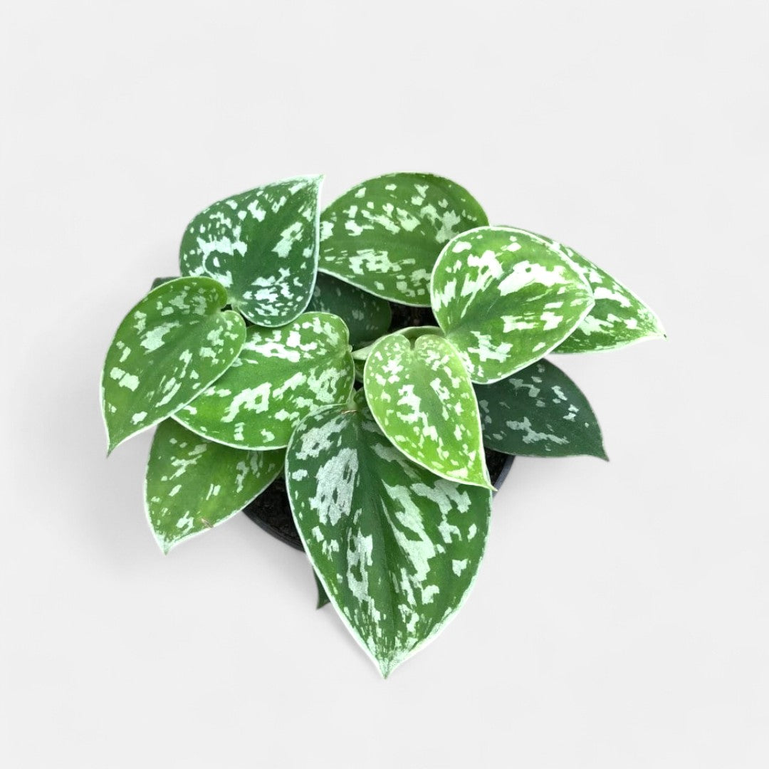 Philodendron Silver Satin Plant - Oxycardium Silver