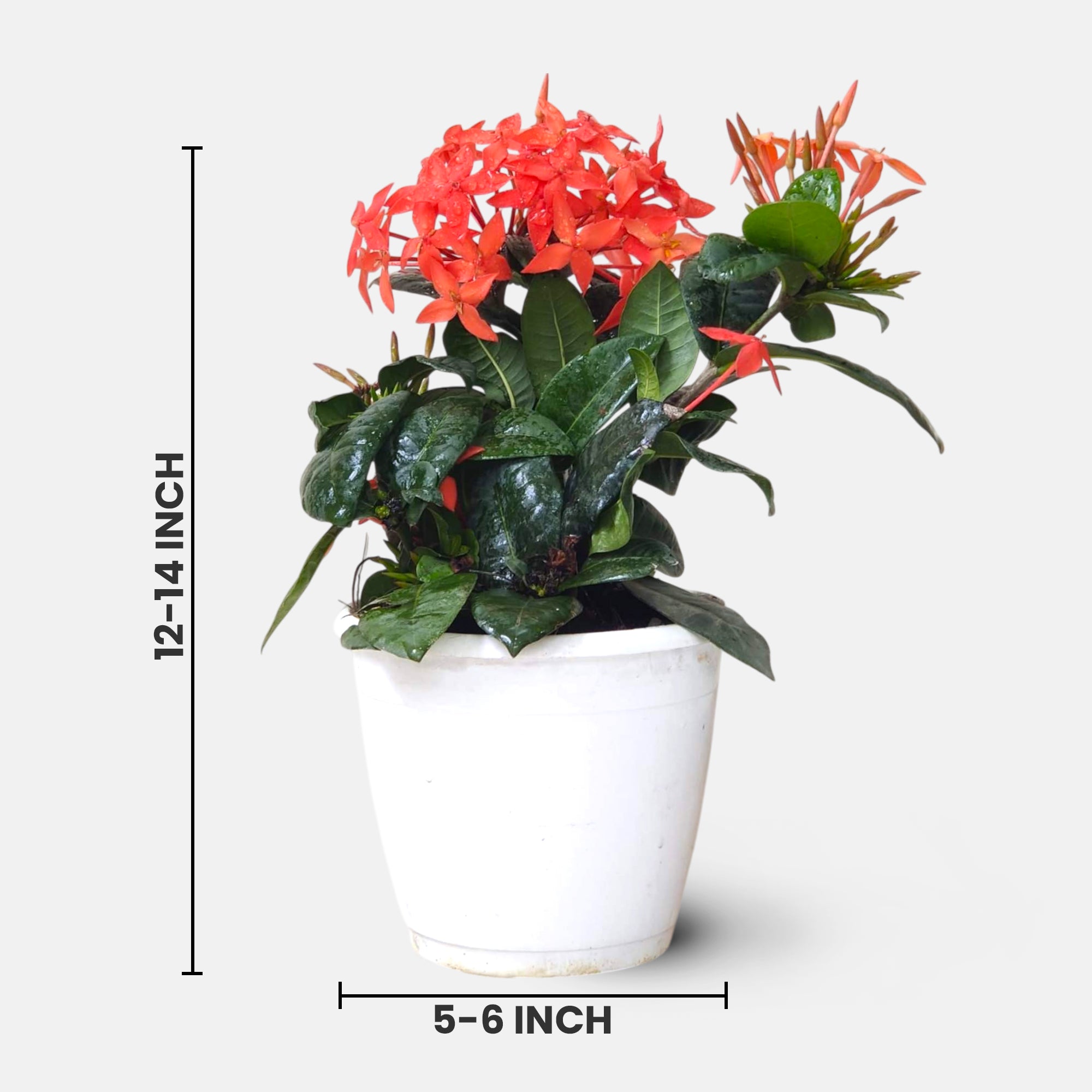 ixora dwarf red