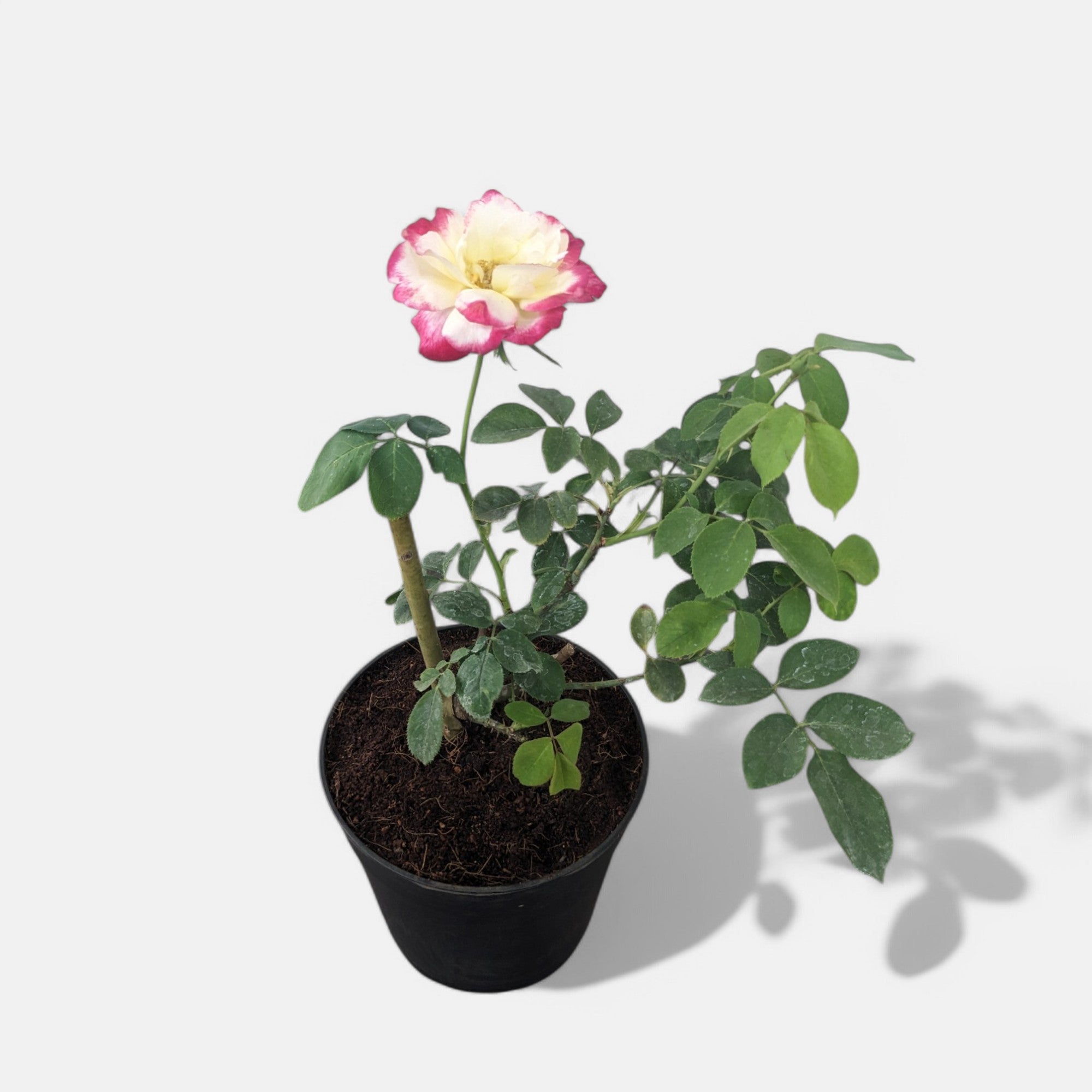 Rose Bicolor Plant in 6" Inch Pot