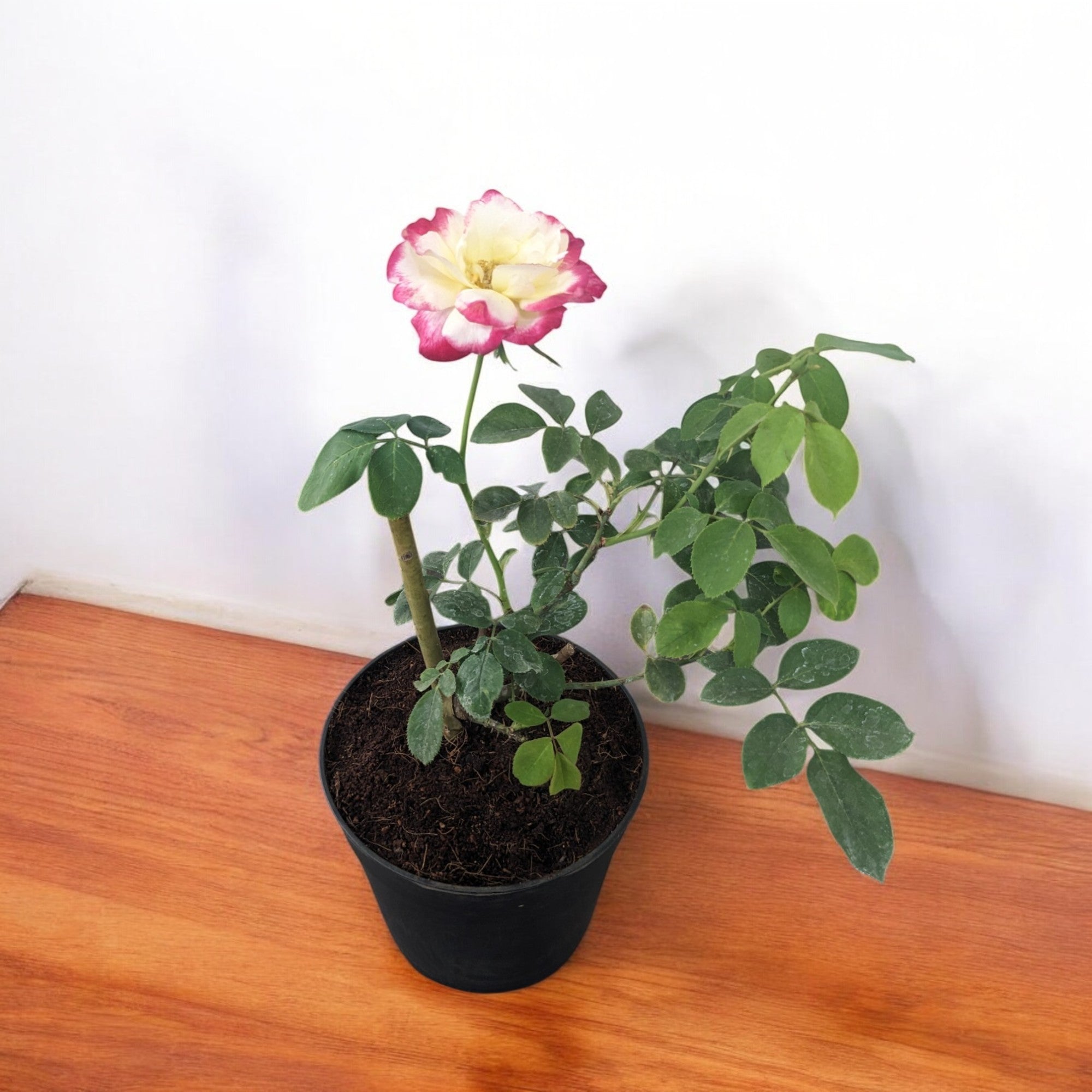 Rose Bicolor Plant in 6" Inch Pot