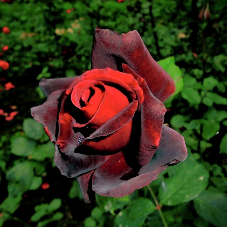 Rose Maroon Plant in 6&