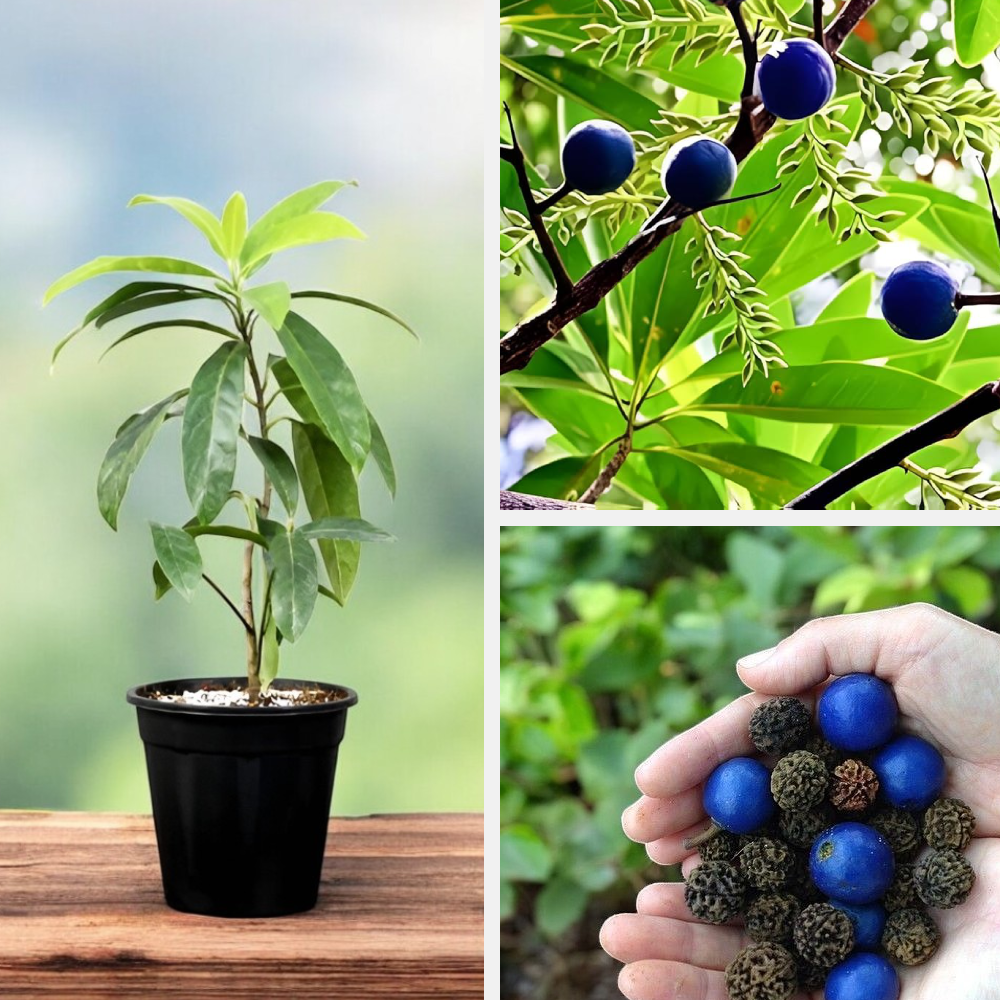 rudraksha plant