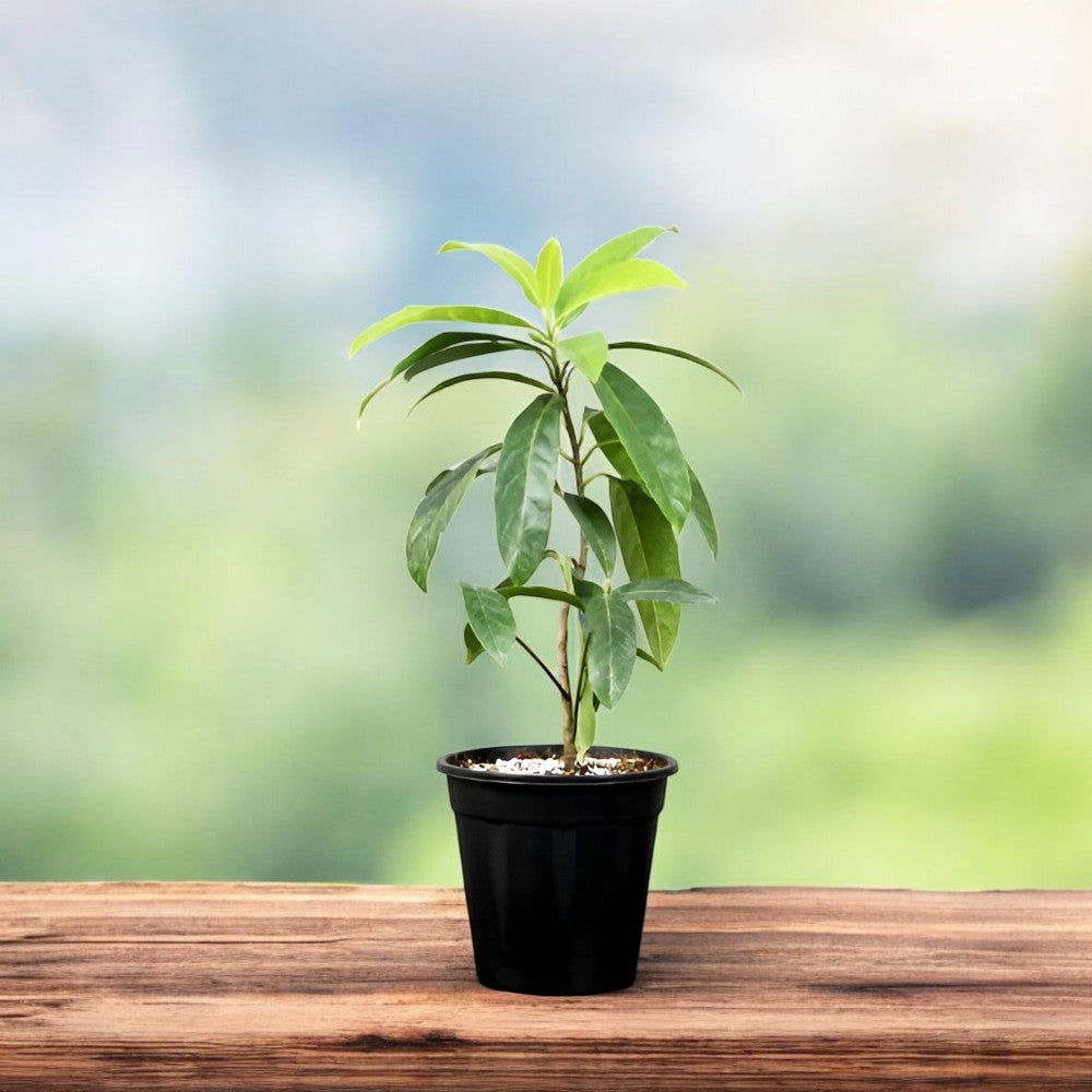 rudraksha plant