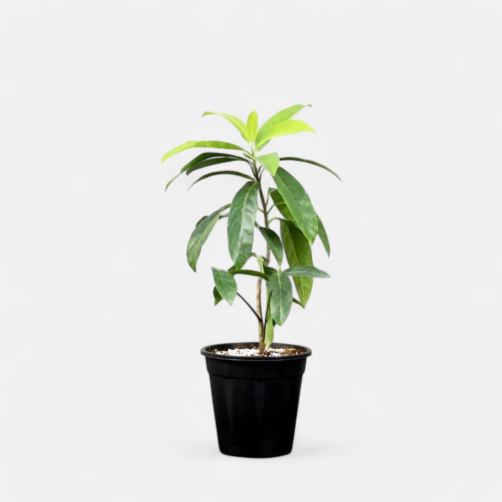 rudraksha plant