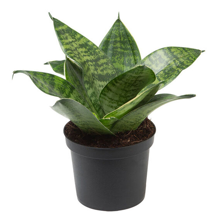 buy small snake plant Buy Sansevieria Green Small, Snake Plant online at best price