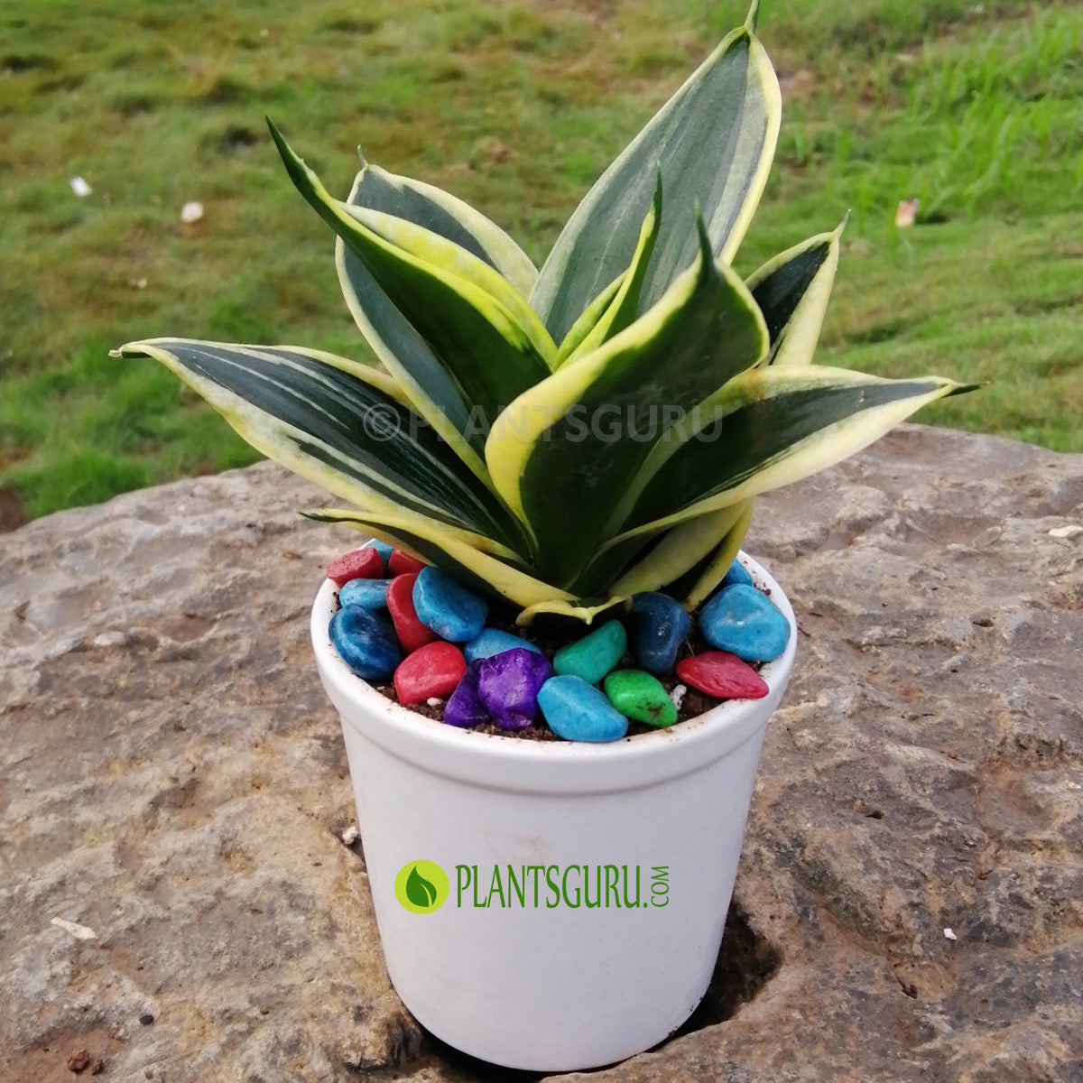 jade marginata snake plant Buy Sansevieria trifasciata "Jade Dwarf Marginated" Snake Plant with Ceramic Pot online at best price
