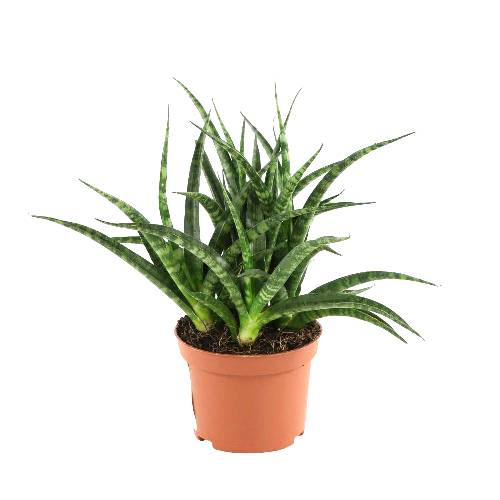 plants of steel sansevieria house plant Buy Sansevieria Silver Steel Plant