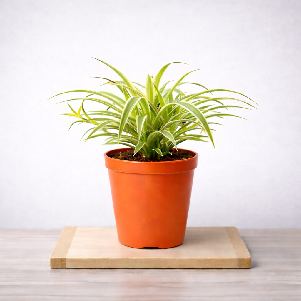 are spider plants good for oxygen Buy Chlorophytum Green