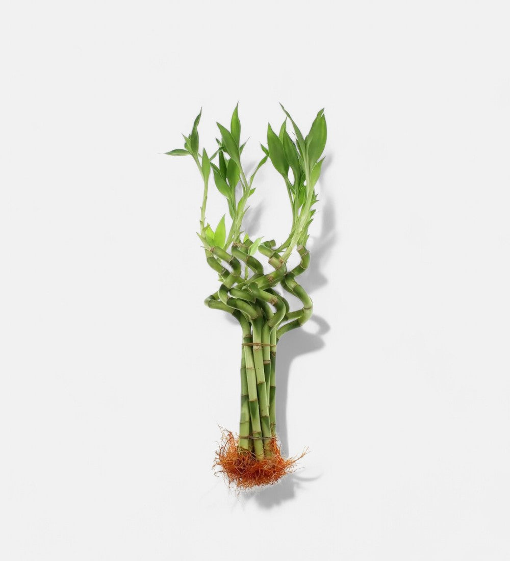 lucky bamboo spiral sticks Buy Lucky Bamboo Spiral Sticks (3 Stick, 30cm) online at best price