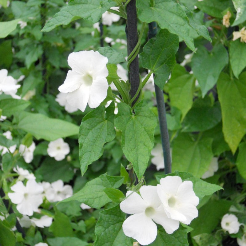 Buy Thunbergia Alata White Creeper Plant online at best price