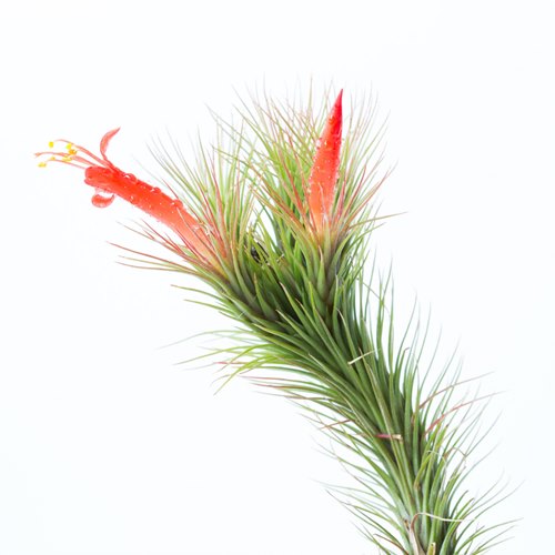 funkiana air plant Buy Tillandsia Funckiana Air Plants online at best price