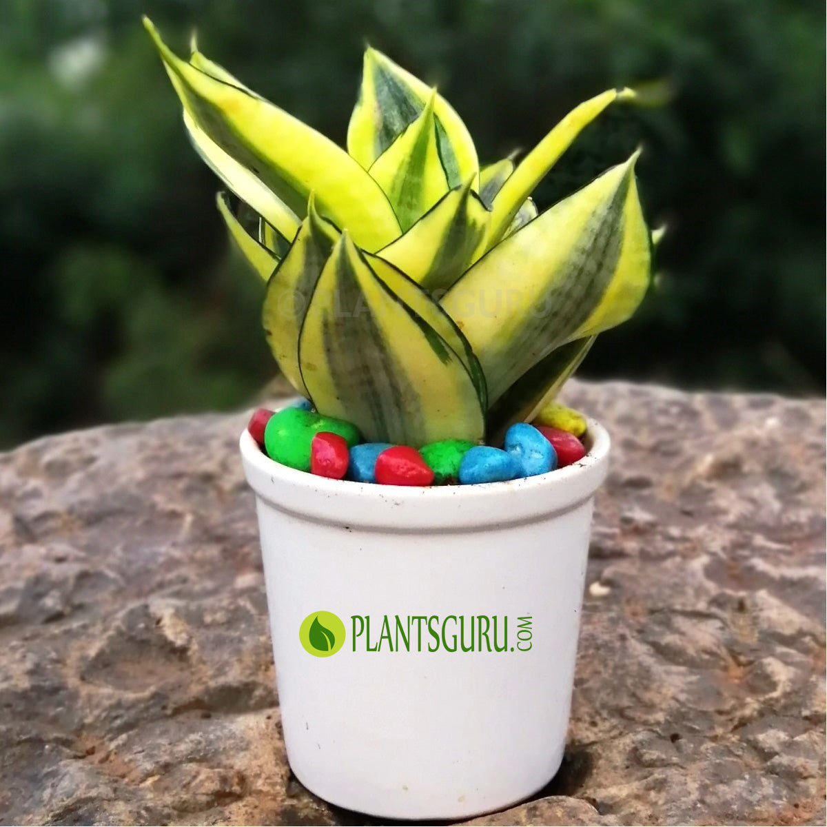 dwarf sansevieria snake plant Buy Sansevieria trifasciata Golden "Hahnii" dwarf Snake Plant with Ceramic Pot online at best price