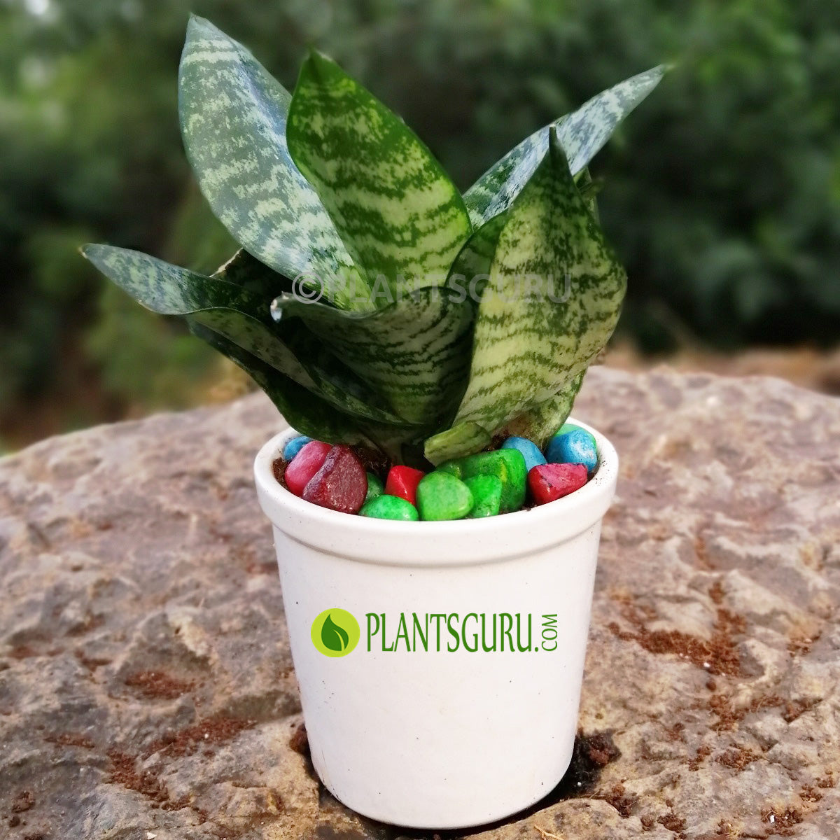 snake plant in ceramic pot Buy Sansevieria trifasciata "Hahnii" Snake Plant with Ceramic Pot online at best price