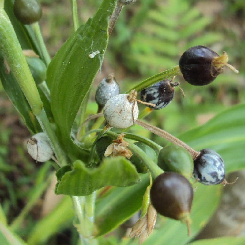 vaijayanti flower seeds Buy vaijanti (vaijayanti) plant online at best price