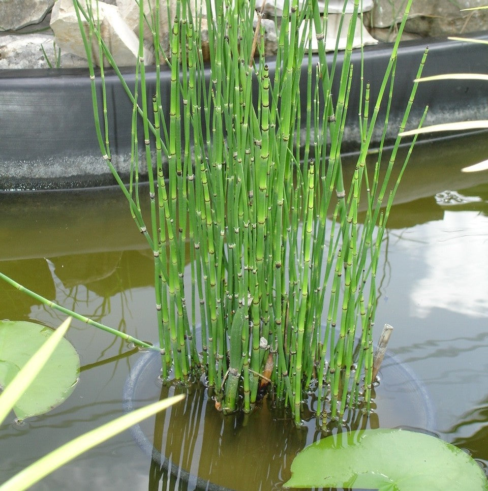 Water Bamboo Plant - Equisetum Hyemale, Rough Horsetail