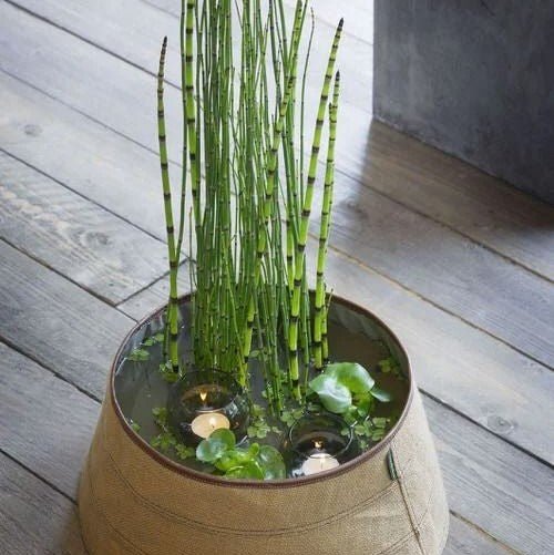 Water Bamboo Plant - Equisetum Hyemale, Rough Horsetail