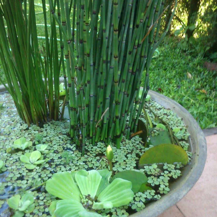 Water Bamboo Plant - Equisetum Hyemale, Rough Horsetail