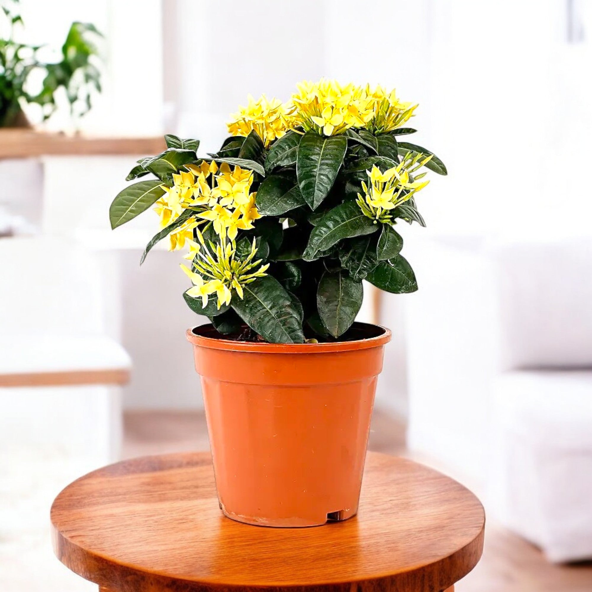 ixora plant in pot Buy Ixora Dwarf Yellow Plant online at best price