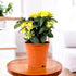 yellow-dwarf-ixora-plant