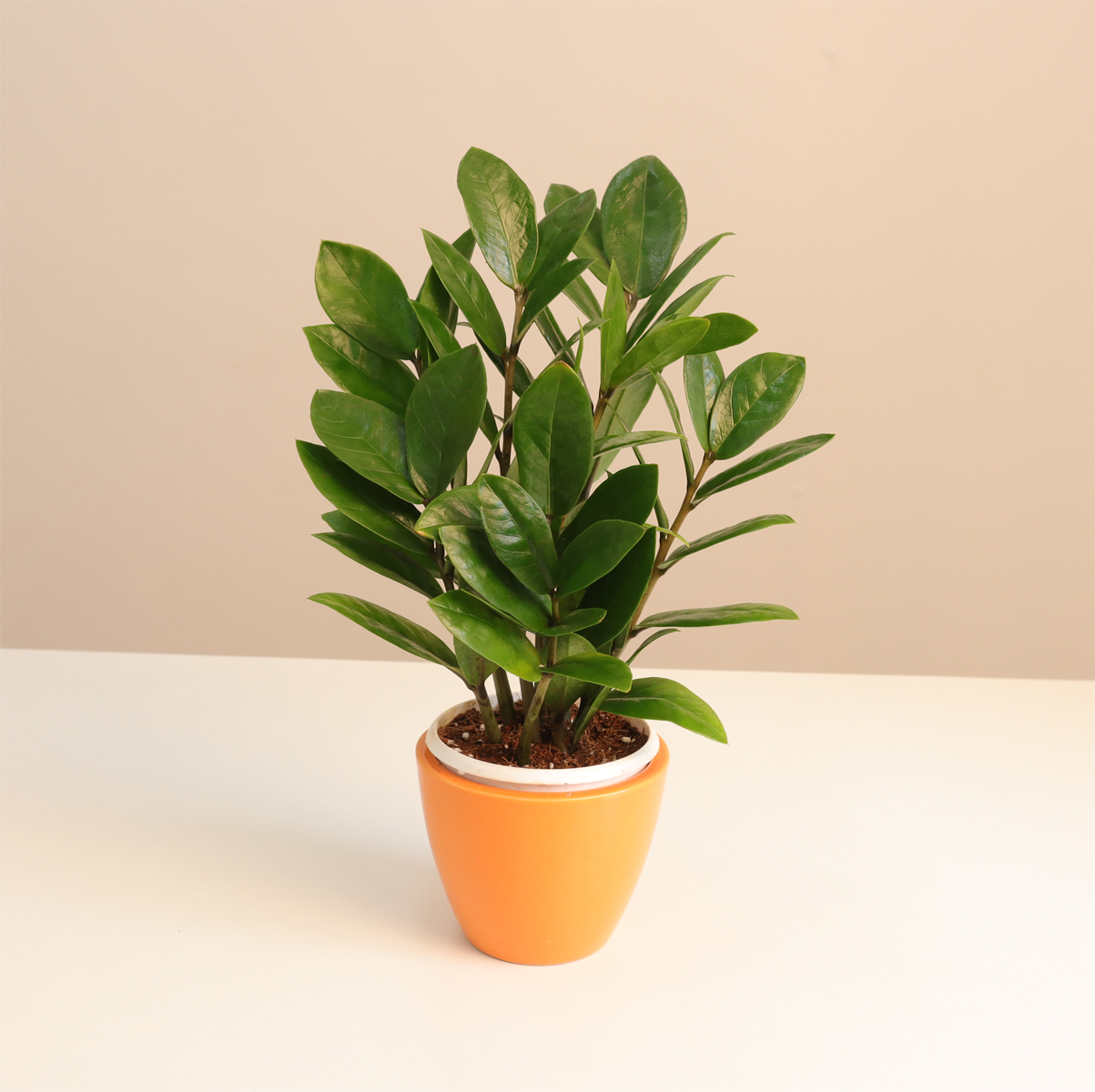 ZZ Plant - Zamia Green