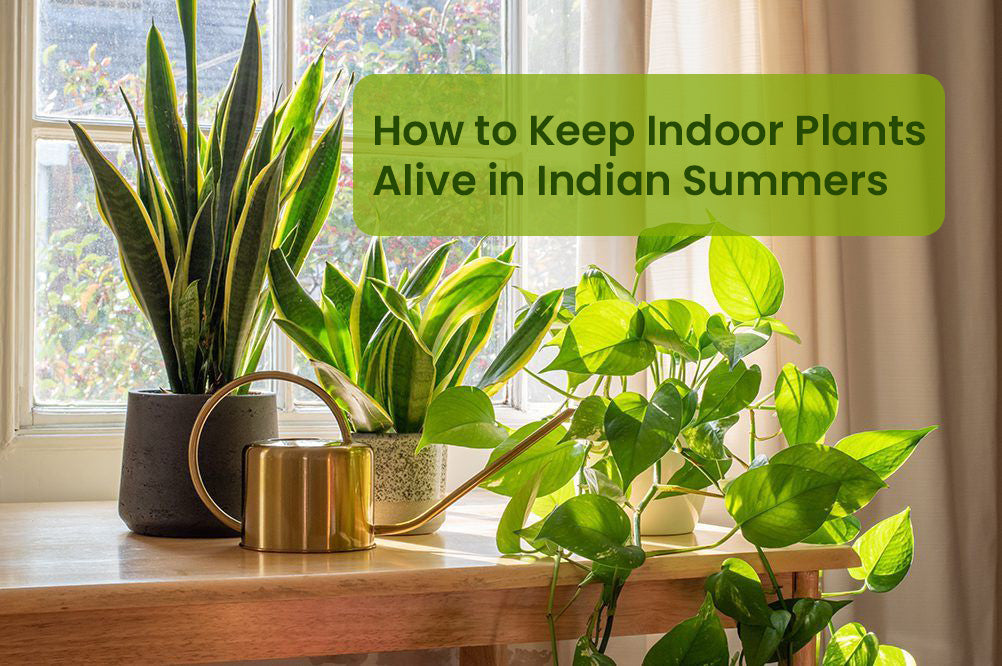 How to Keep Indoor Plants Alive in Indian Summers