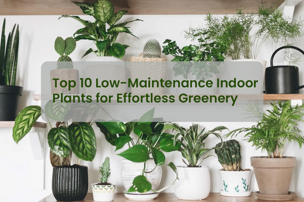 Top 10 Low-Maintenance Indoor Plants for Effortless Greenery