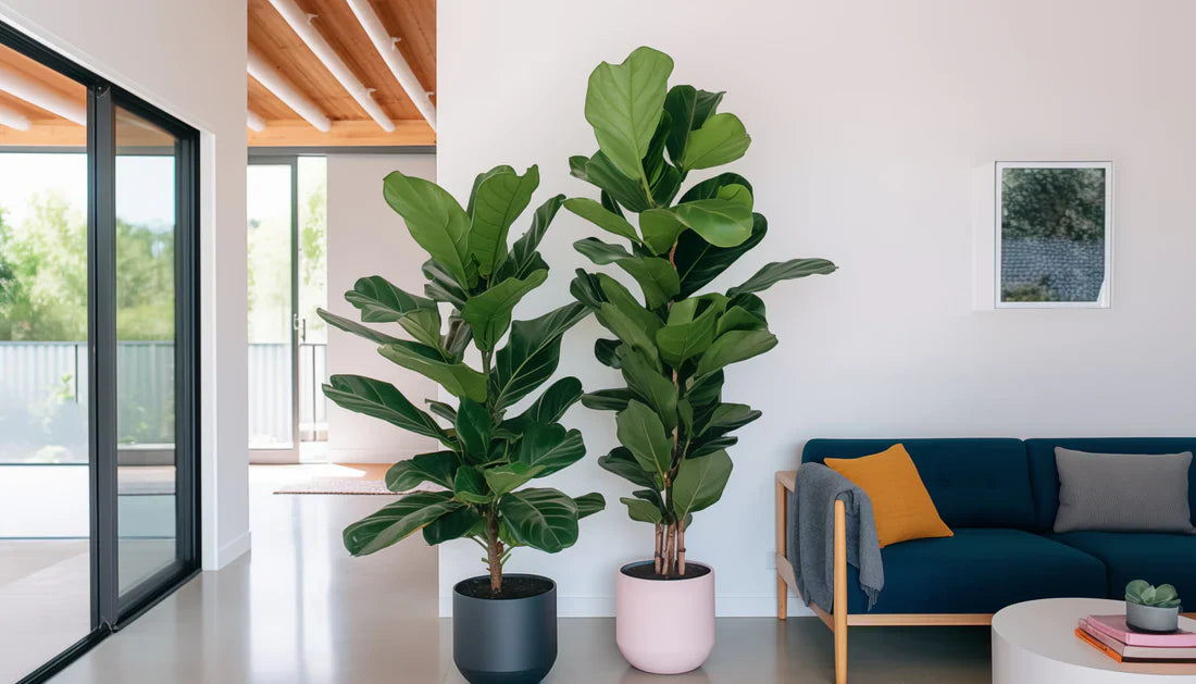 Buy Large Indoor House Plants Online – Pune Only Delivery