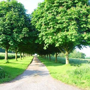 Avenue Trees