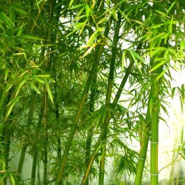 Bamboos