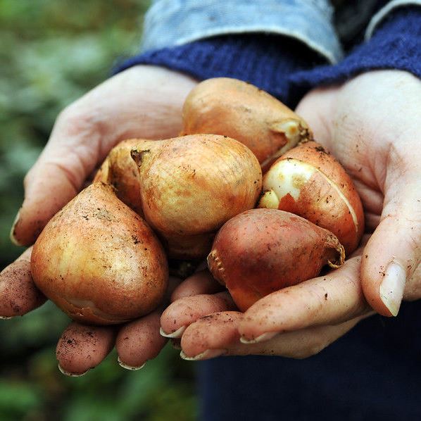 Flower Bulbs