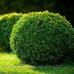 Hedge Plants