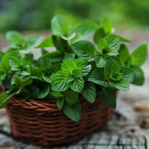 Herb Plants