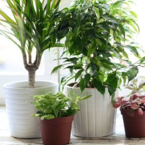 Indoor Plants