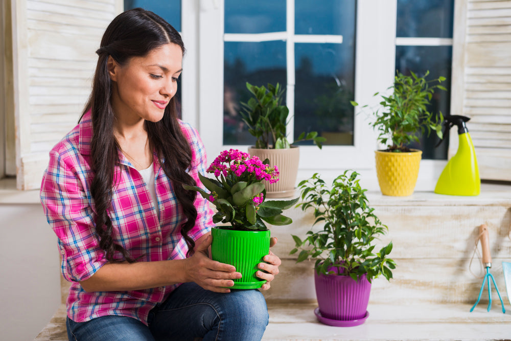 indoor flowering plants