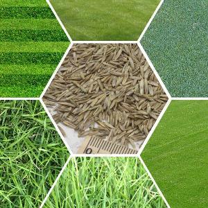 Lawn Grass Seeds