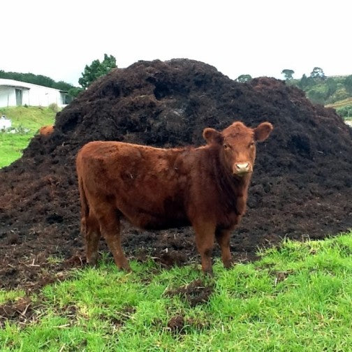 Cow Manure