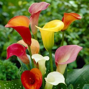 Monsoon Bulbs