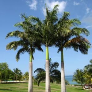 Palms &amp; Cycads