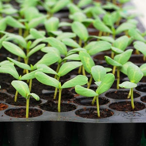 Germination Trays