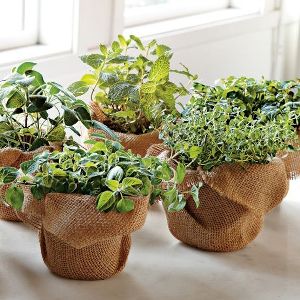 Gift Plants