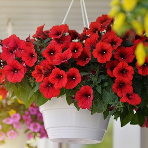 Hanging Baskets