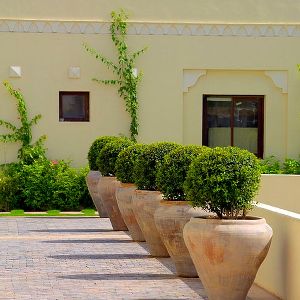 Topiary Garden Plants