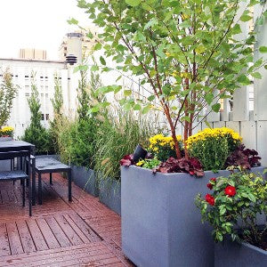 Plants for Terrace