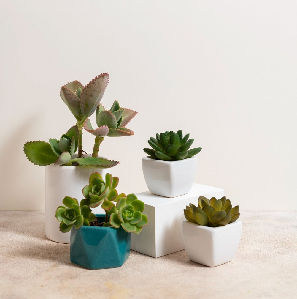 buy succulents online