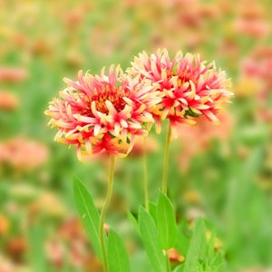 Buy Summer Flower Seeds online at best price from plantsguru