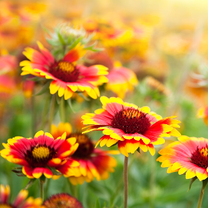 Summer Flower Plants