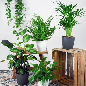 Air Purifier Plants