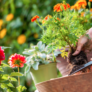 Top 10 Flowering Plants