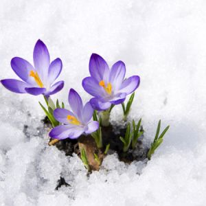 Winter Flower Plants