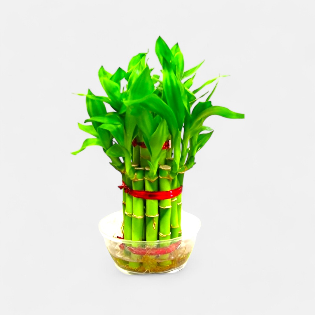 2 Layer Lucky Bamboo plant